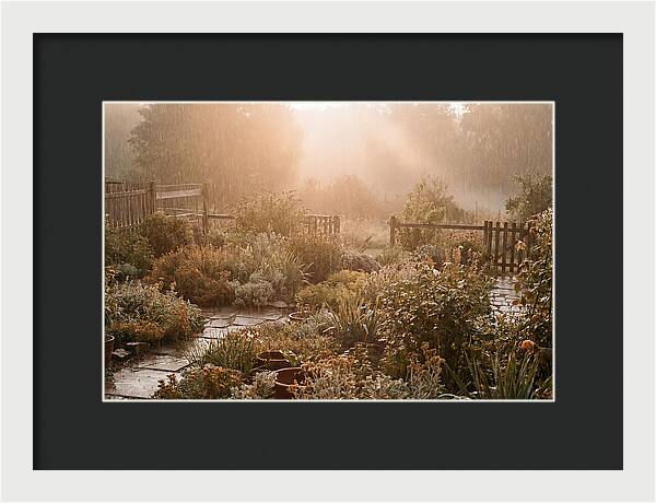 Warm Summer Rain On Garden