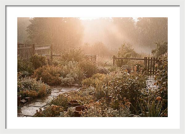 Warm Summer Rain On Garden