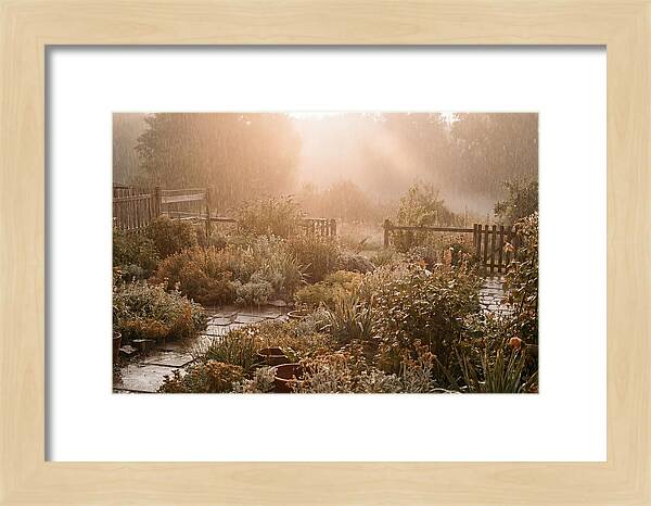 Warm Summer Rain On Garden
