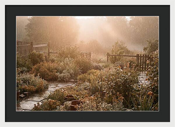 Warm Summer Rain On Garden