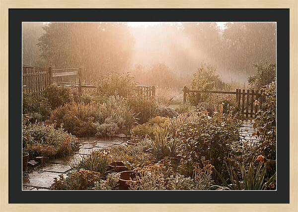 Warm Summer Rain On Garden