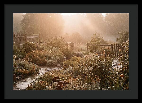 Warm Summer Rain On Garden
