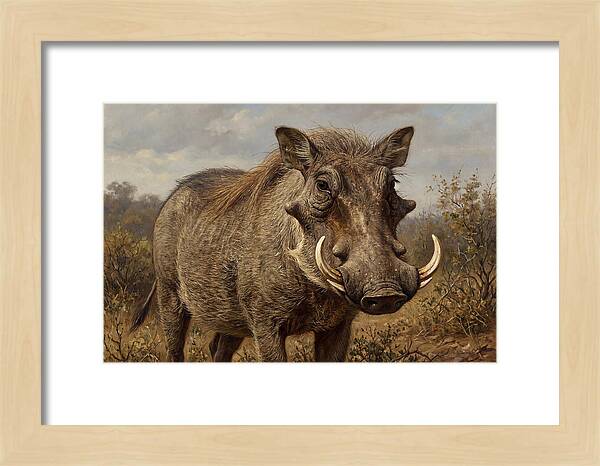 Warthog In Natural Habitat