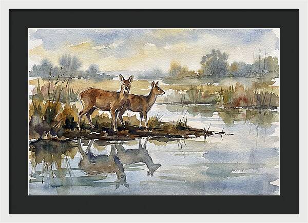 Water Deer By The Water