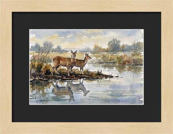 Water Deer By The Water