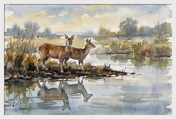 Water Deer By The Water