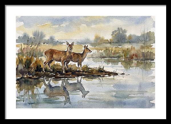 Water Deer By The Water