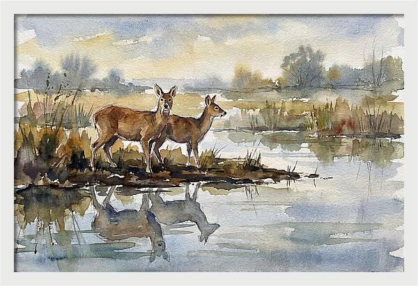 Water Deer By The Water