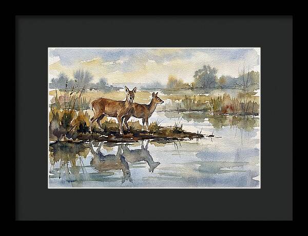Water Deer By The Water