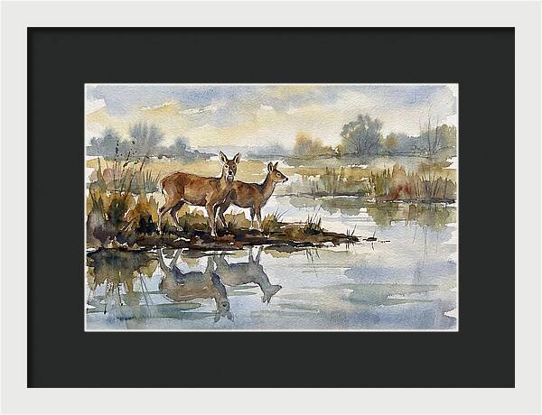 Water Deer By The Water