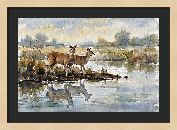 Water Deer By The Water