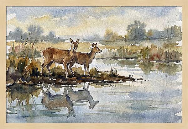 Water Deer By The Water