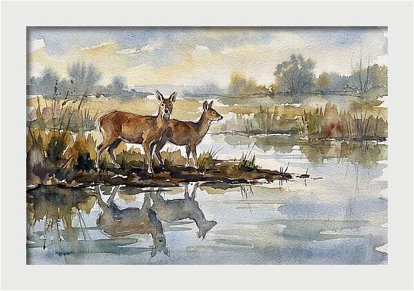Water Deer By The Water