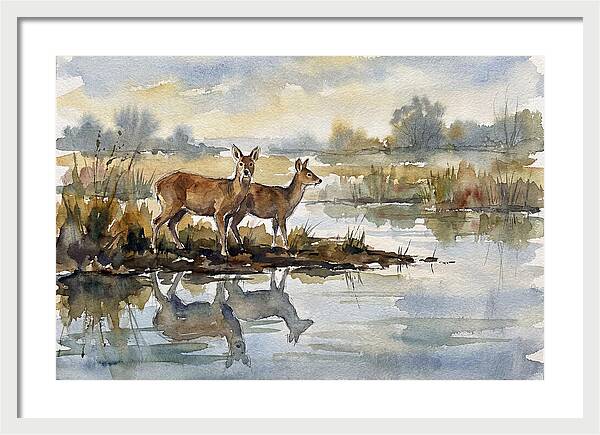 Water Deer By The Water