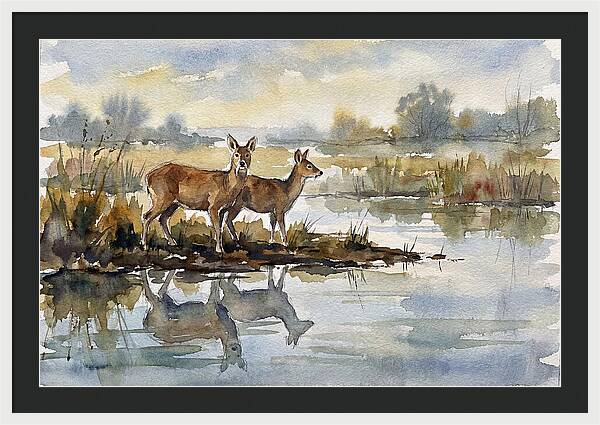 Water Deer By The Water