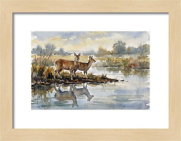 Water Deer By The Water