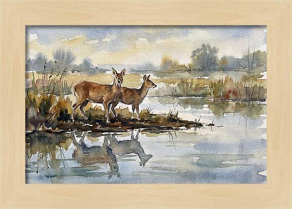 Water Deer By The Water