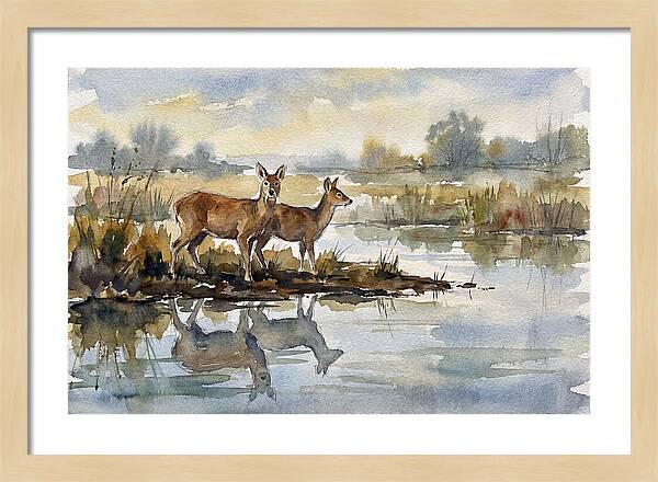 Water Deer By The Water