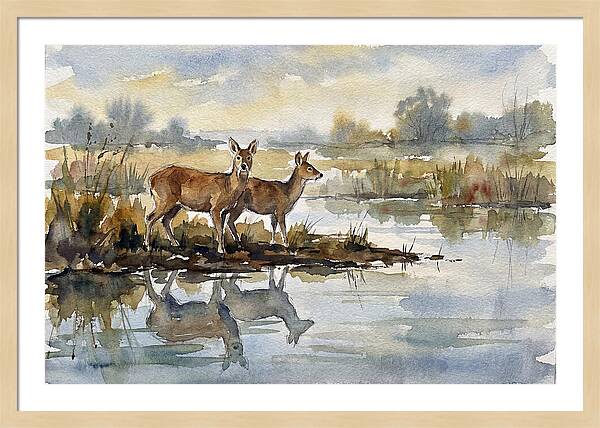 Water Deer By The Water
