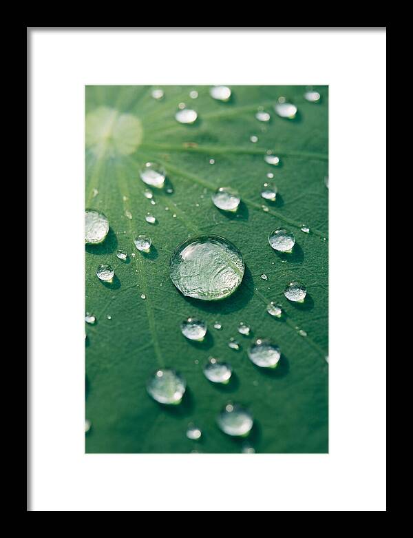 Water Droplets On Lotus Leaf