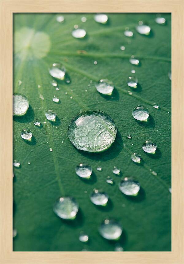 Water Droplets On Lotus Leaf