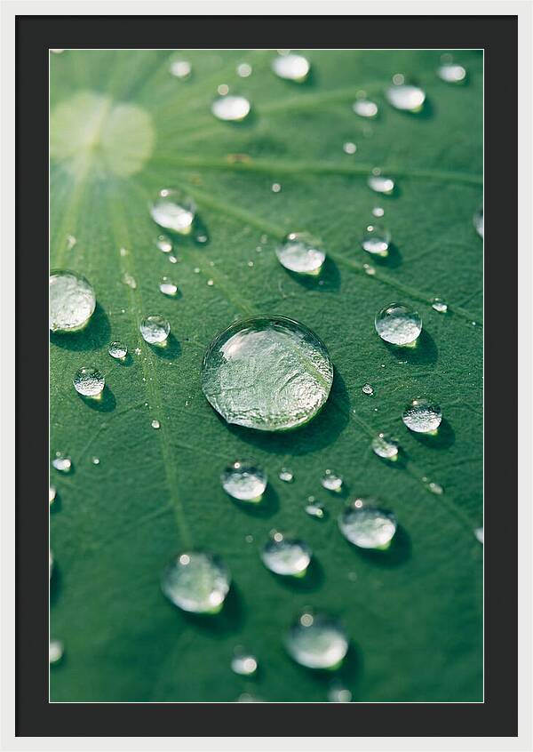 Water Droplets On Lotus Leaf