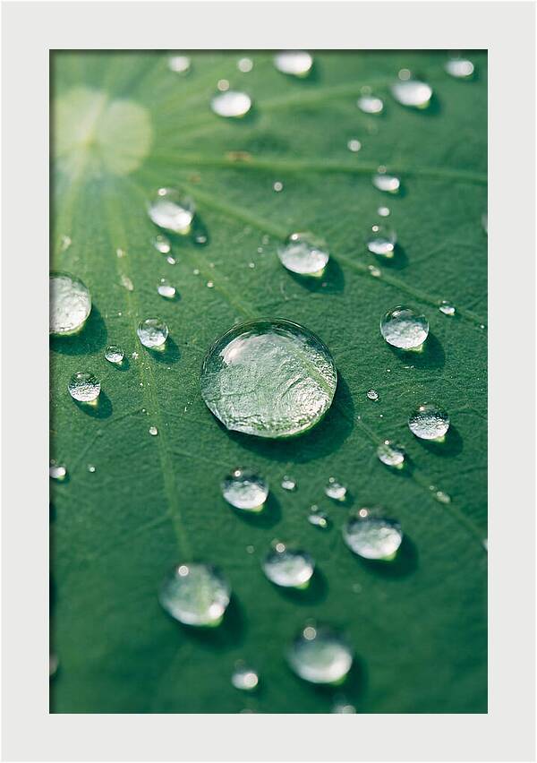 Water Droplets On Lotus Leaf