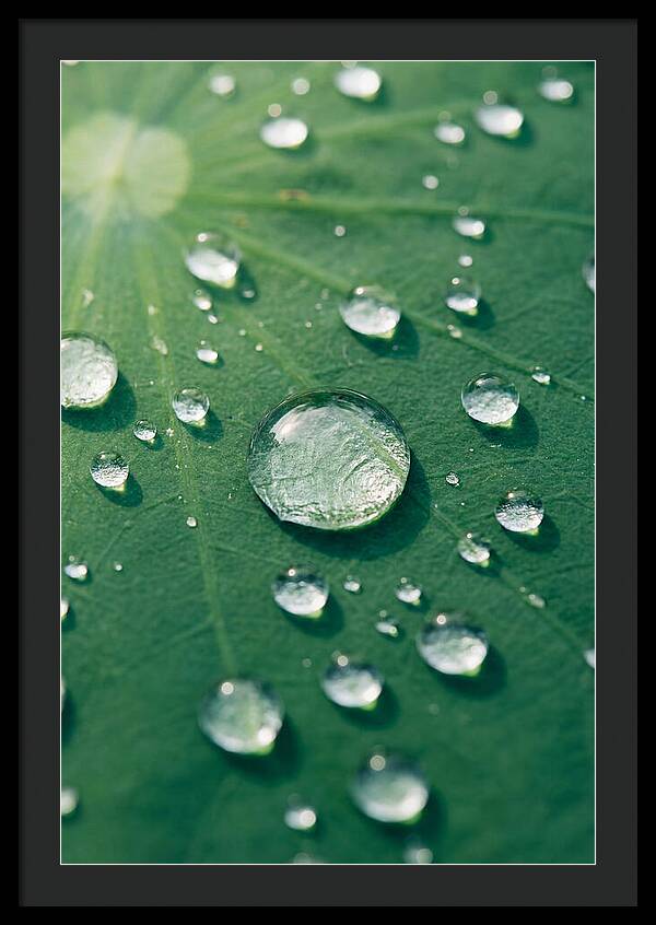 Water Droplets On Lotus Leaf