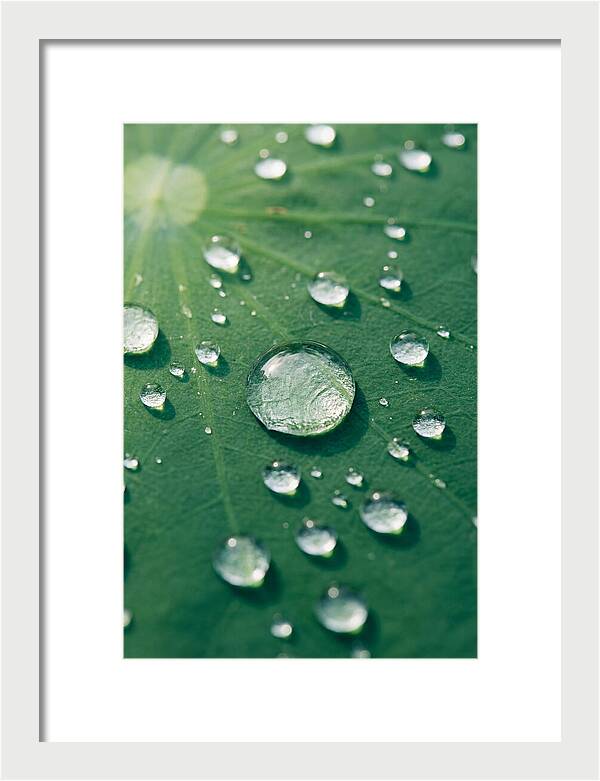 Water Droplets On Lotus Leaf