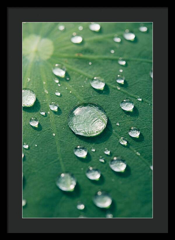 Water Droplets On Lotus Leaf