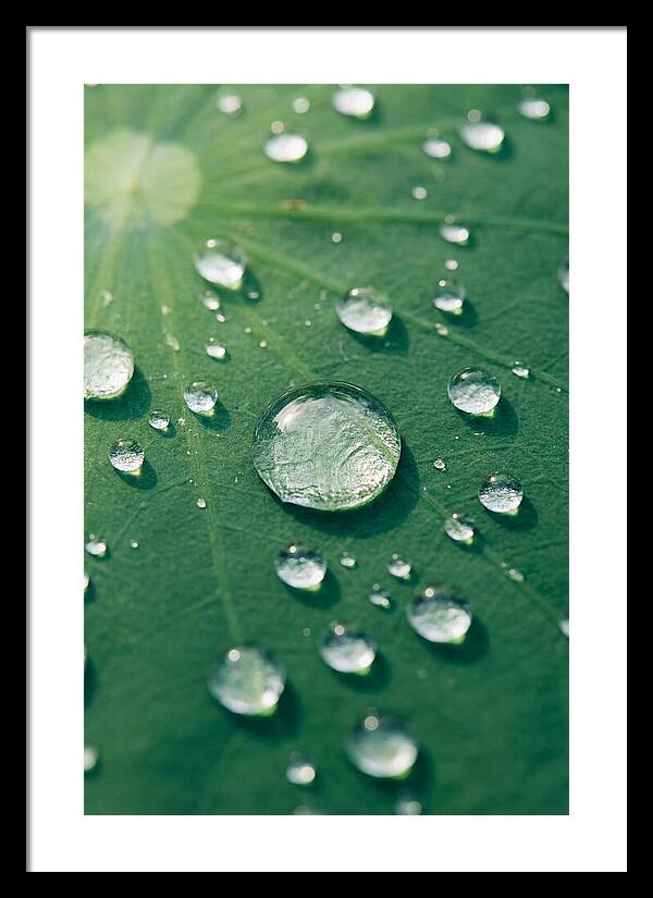 Water Droplets On Lotus Leaf