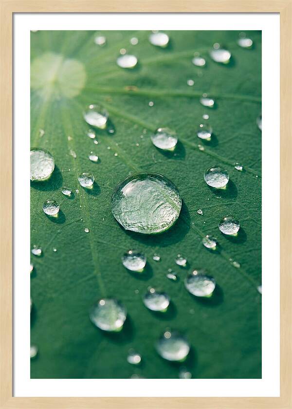 Water Droplets On Lotus Leaf
