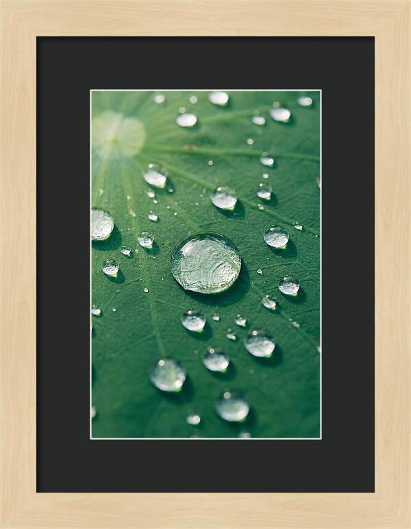 Water Droplets On Lotus Leaf