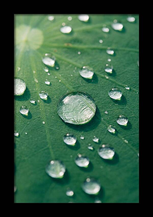 Water Droplets On Lotus Leaf