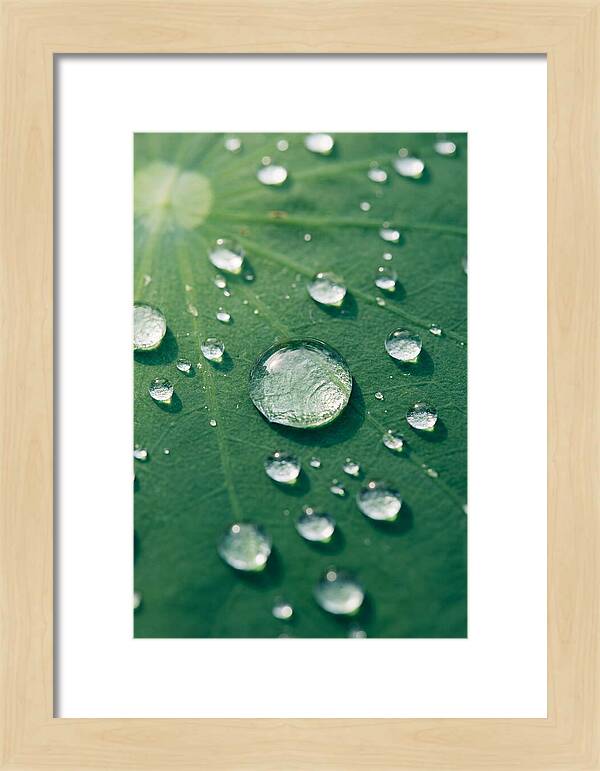 Water Droplets On Lotus Leaf