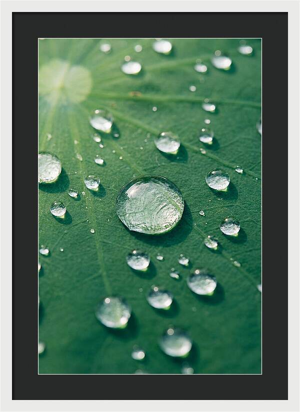 Water Droplets On Lotus Leaf