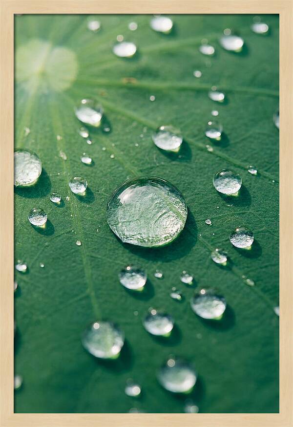 Water Droplets On Lotus Leaf