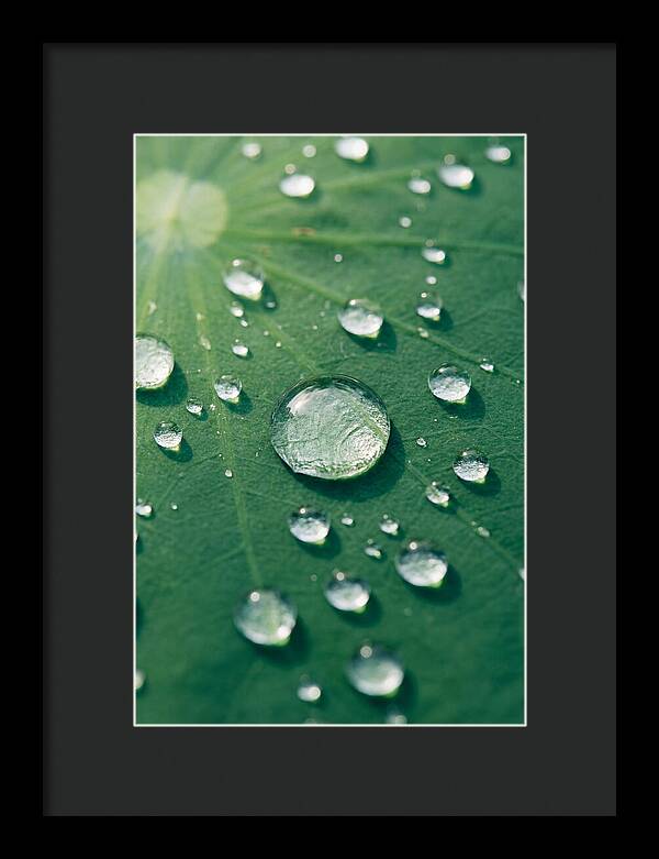 Water Droplets On Lotus Leaf