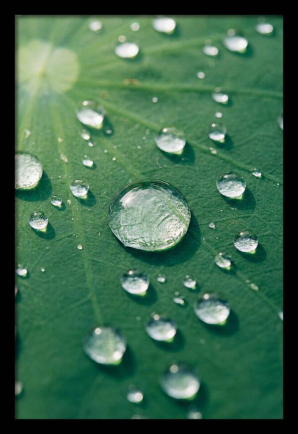 Water Droplets On Lotus Leaf