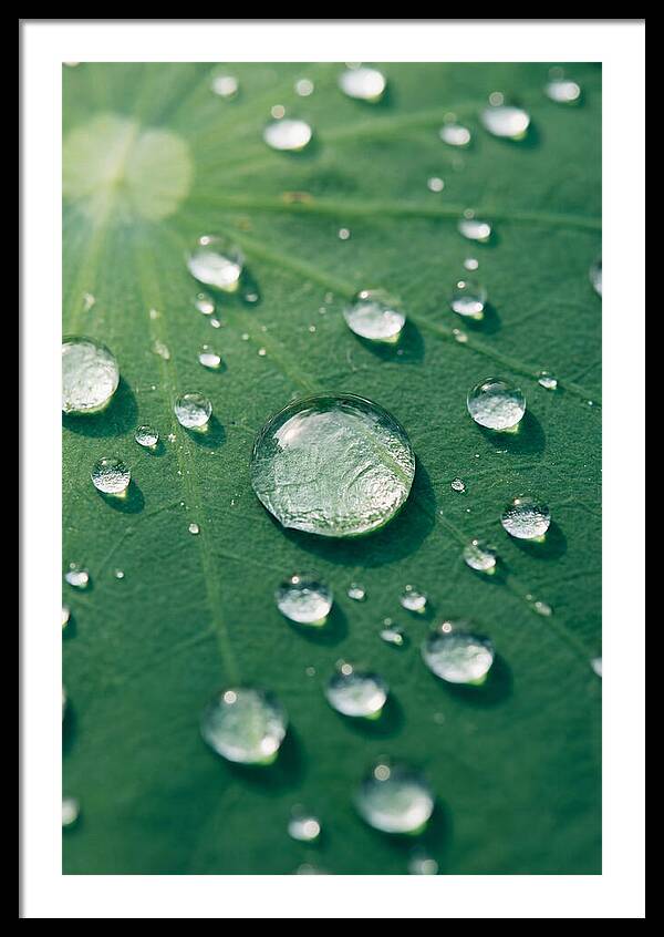 Water Droplets On Lotus Leaf