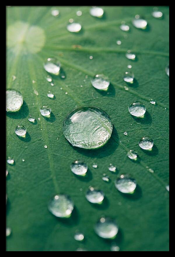 Water Droplets On Lotus Leaf