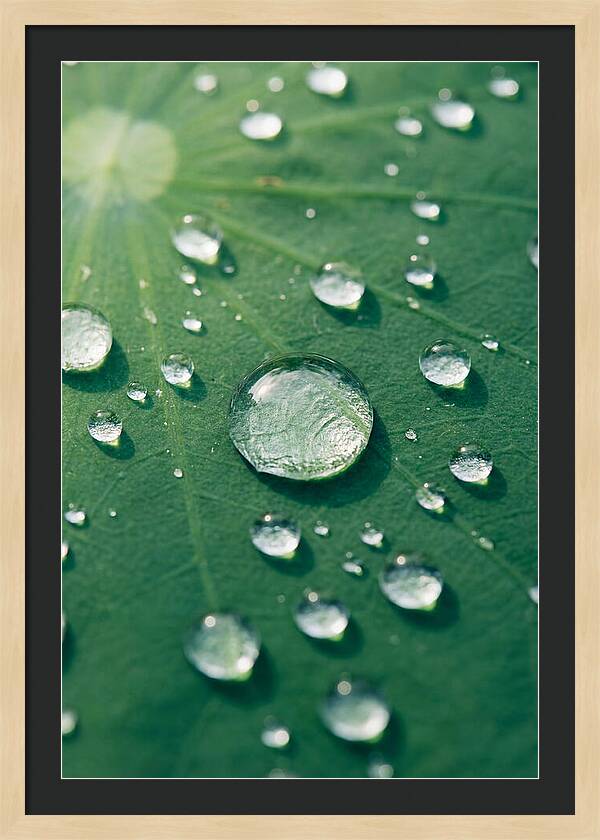Water Droplets On Lotus Leaf