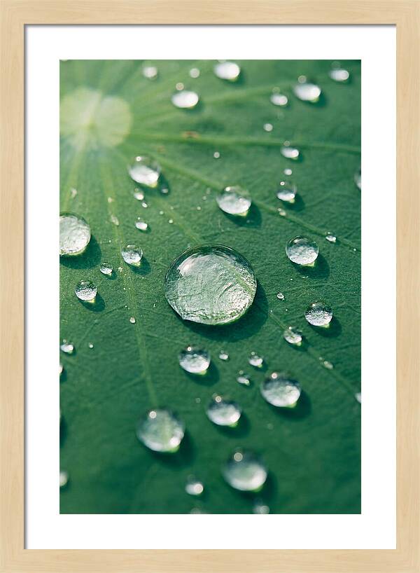 Water Droplets On Lotus Leaf