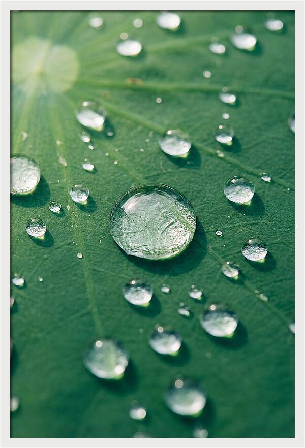Water Droplets On Lotus Leaf