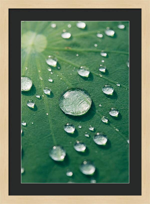 Water Droplets On Lotus Leaf