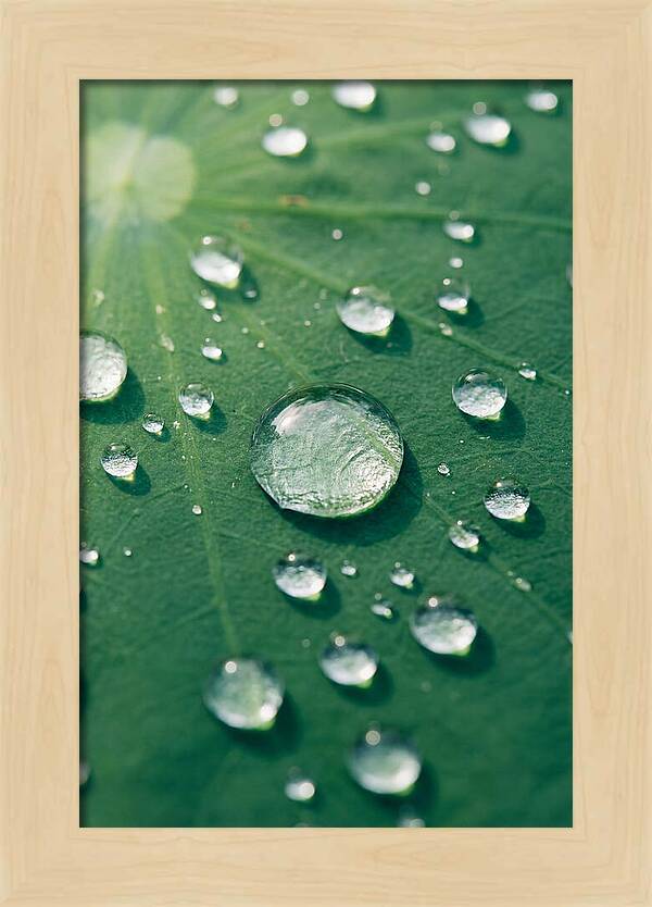 Water Droplets On Lotus Leaf