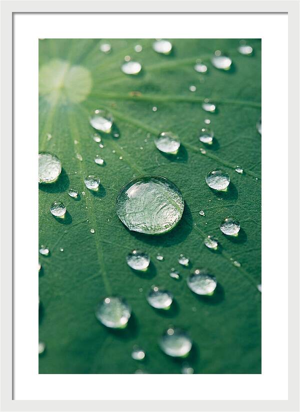 Water Droplets On Lotus Leaf