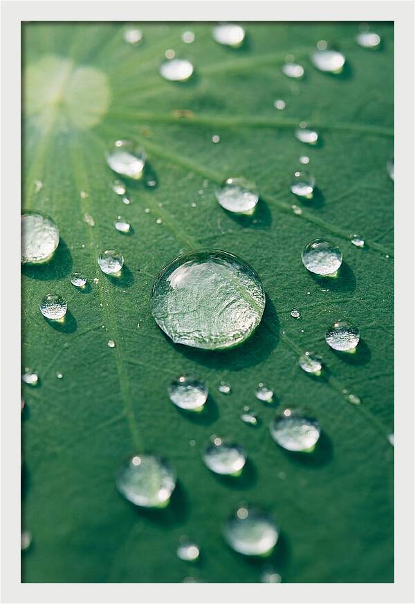 Water Droplets On Lotus Leaf