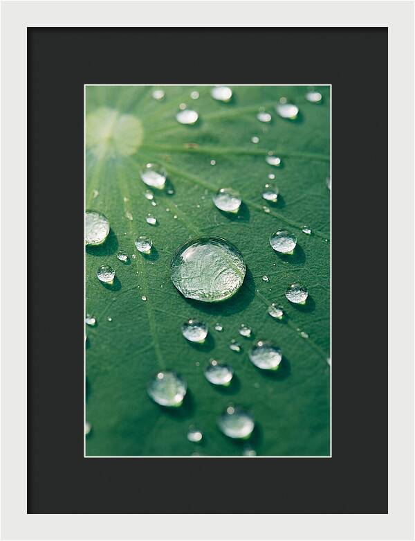 Water Droplets On Lotus Leaf