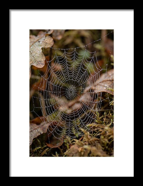 Water Droplets On Spider Web
